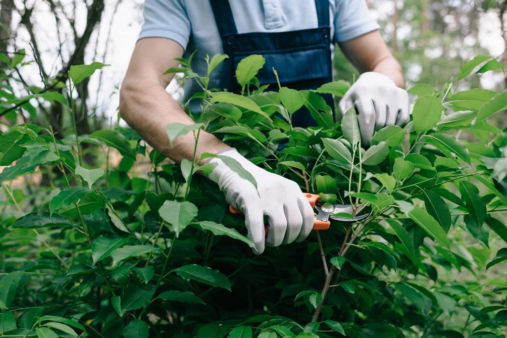 man pruning a plant